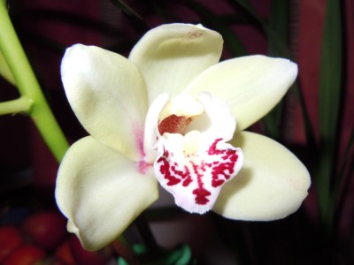 Orchid-small