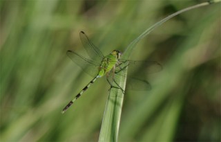 Perfectly camouflaged dragonfly