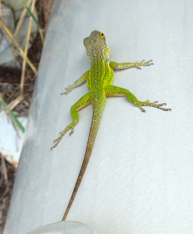 Gecko 2