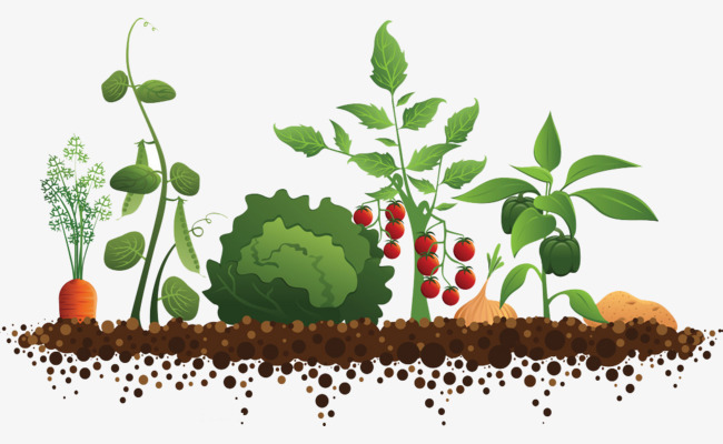 veg-vegetables-clipart-8-clipart-station_650-400